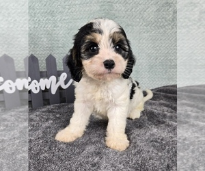 Cavapoo Puppy for sale in FRANKLIN, IN, USA
