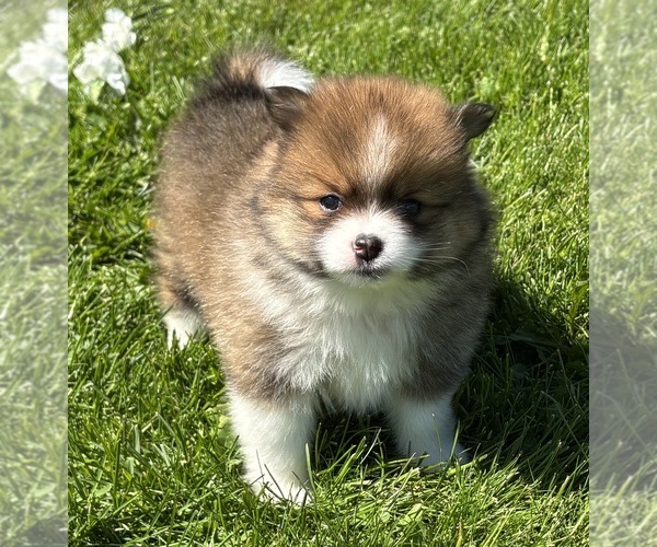 Medium Photo #10 Pomeranian Puppy For Sale in ROCK STREAM, NY, USA