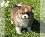 Small #9 Pomeranian