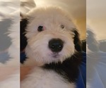Small Photo #34 Old English Sheepdog Puppy For Sale in WILMINGTON, OH, USA