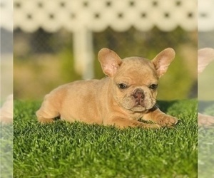 French Bulldog Puppy for sale in NEW YORK, NY, USA