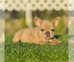 Small French Bulldog