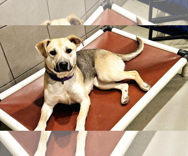 Medium Photo #6 Mutt Puppy For Sale in Chicago, IL, USA