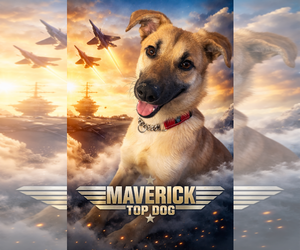 Shollie Dogs for adoption in Brooksville, FL, USA