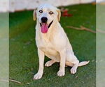 Small #7 Labrador Retriever Mix