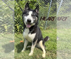 Siberian Husky Dogs for adoption in Severn, MD, USA