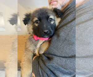 German Shepherd Dog Dogs for adoption in Seattle, WA, USA