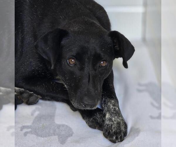 Medium Photo #1 Labrador Retriever-Unknown Mix Puppy For Sale in San Diego, CA, USA