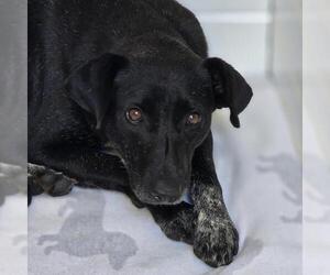 Labrador Retriever-Unknown Mix Dogs for adoption in San Diego, CA, USA