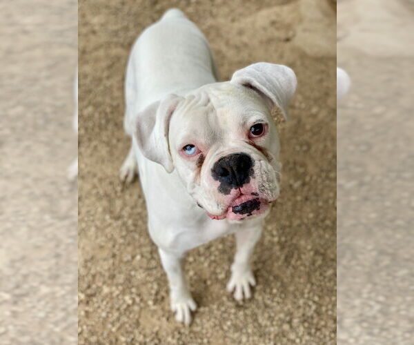 Medium Photo #3 Boxer Puppy For Sale in Austin, TX, USA