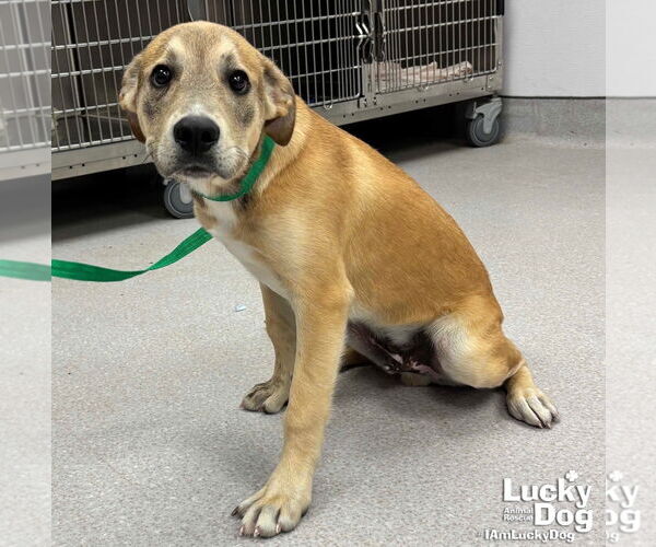 Medium Photo #2 Mutt Puppy For Sale in Washington, DC, USA