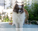 Small Photo #15 Pomeranian Puppy For Sale in SHILOH, OH, USA