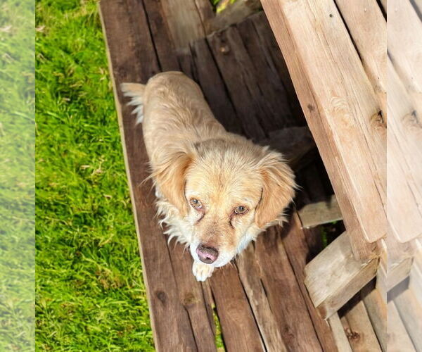 Medium Photo #2 Colonial Cocker Spaniel Puppy For Sale in Menifee, CA, USA