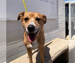 Labrador Retriever-Unknown Mix Dogs for adoption in Salt Lake City, UT, USA