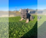 Small #13 French Bulldog