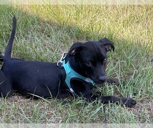 Gina - Female Bulldog-Labrador Retriever Mix Dog for Adoption - Photo #3