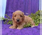 Small #3 Goldendoodle (Miniature)