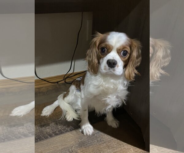 Medium Photo #1 Cavalier King Charles Spaniel Puppy For Sale in Sioux Falls, SD, USA