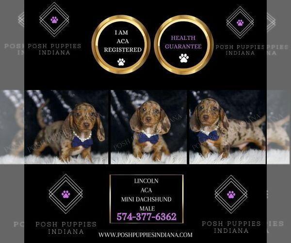 Medium Photo #3 Dachshund Puppy For Sale in WARSAW, IN, USA