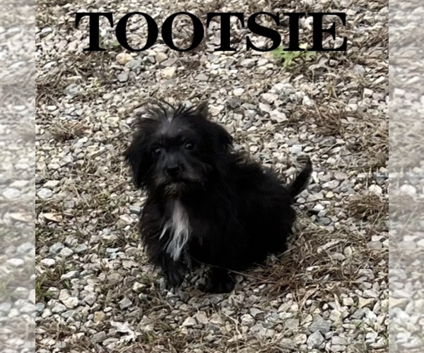 Medium Photo #1 Schnoodle (Miniature) Puppy For Sale in HARTLAND, MN, USA
