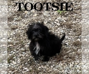 Schnoodle (Miniature) Puppy for sale in HARTLAND, MN, USA