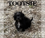 Tootsie - Female Schnoodle (Miniature) Puppy for Sale - Small photo