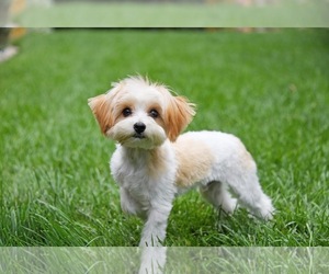 Basilio - Male Mutt Dog for Adoption - Photo #7