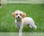 Small Photo #7 Mutt Puppy For Sale in Sandy, UT, USA