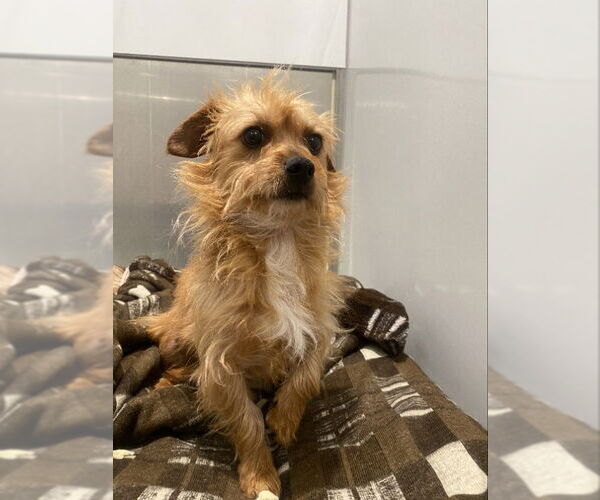 Medium Photo #12 Norwich Terrier-Unknown Mix Puppy For Sale in San Francisco, CA, USA