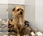 Small #11 Norwich Terrier Mix