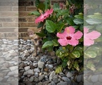Small #3 French Bulldog