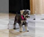 Small #1 Schnauzer (Miniature)