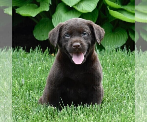 Medium Photo #2 Labrador Retriever Puppy For Sale in WOMELSDORF, PA, USA