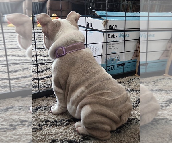 Medium Photo #20 English Bulldog Puppy For Sale in SACRAMENTO, CA, USA