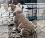Small #19 English Bulldog