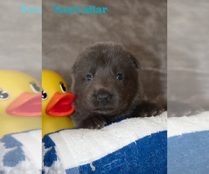 German Shepherd Dog Puppy for sale in RUCKERSVILLE, VA, USA