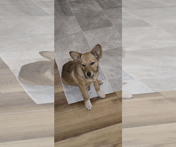 Medium Photo #1 Mutt Puppy For Sale in Hillsboro, MO, USA