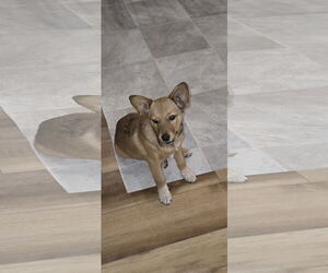 Mutt Dogs for adoption in Hillsboro, MO, USA