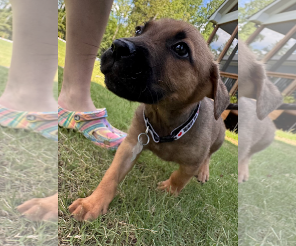 Medium Photo #8 Labrador Retriever-Unknown Mix Puppy For Sale in Holly Springs, NC, USA
