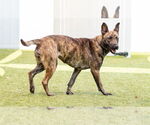 Small #3 Mutt