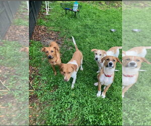 Puppy Milo - Male Mutt Dog for Adoption - Photo #10