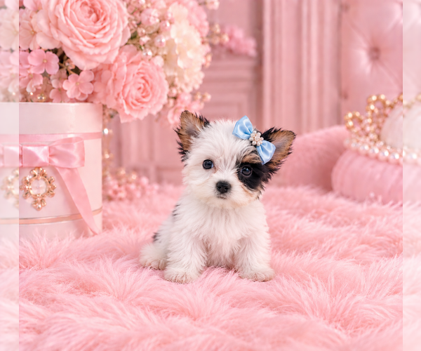 Medium Photo #5 Biewer Terrier Puppy For Sale in NAPLES, FL, USA