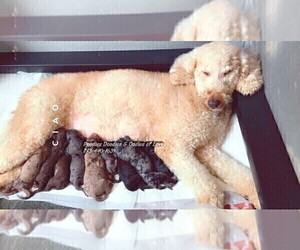 Mother of the Goldendoodle puppies born on 06/25/2021