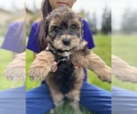 Small #6 Aussiedoodle