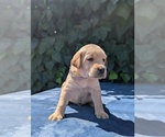 Small Photo #8 Labrador Retriever Puppy For Sale in SACRAMENTO, CA, USA