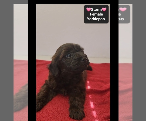 Medium Photo #3 Yorkipoo Puppy For Sale in TUCSON, AZ, USA