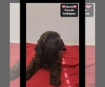 Storm - Female Yorkipoo Puppy for Sale - Photo #3