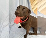 Small #6 Labrador Retriever Mix