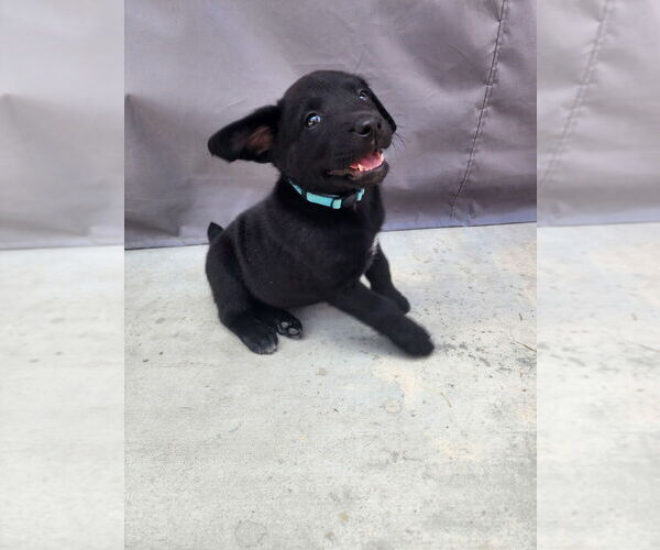 Medium Photo #2 Labrador Retriever-Unknown Mix Puppy For Sale in Dana Point, CA, USA