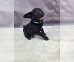 Small #1 Labrador Retriever Mix